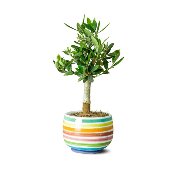 Itaalia oliivipuu, "Rainbow" keraamilises potis "Muraglia BONSAI”