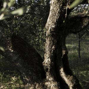 BBQ Entertainment OÜ Muraglia Olive Tree