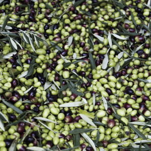 BBQ Entertainment OÜ Muraglia Olives2