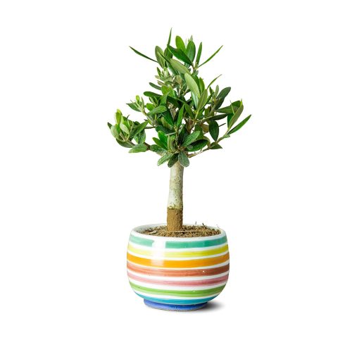 BBQ Entertainment OÜ Itaalia Oliivipuu, Rainbow Keraamilises Potis Muraglia BONSAI”